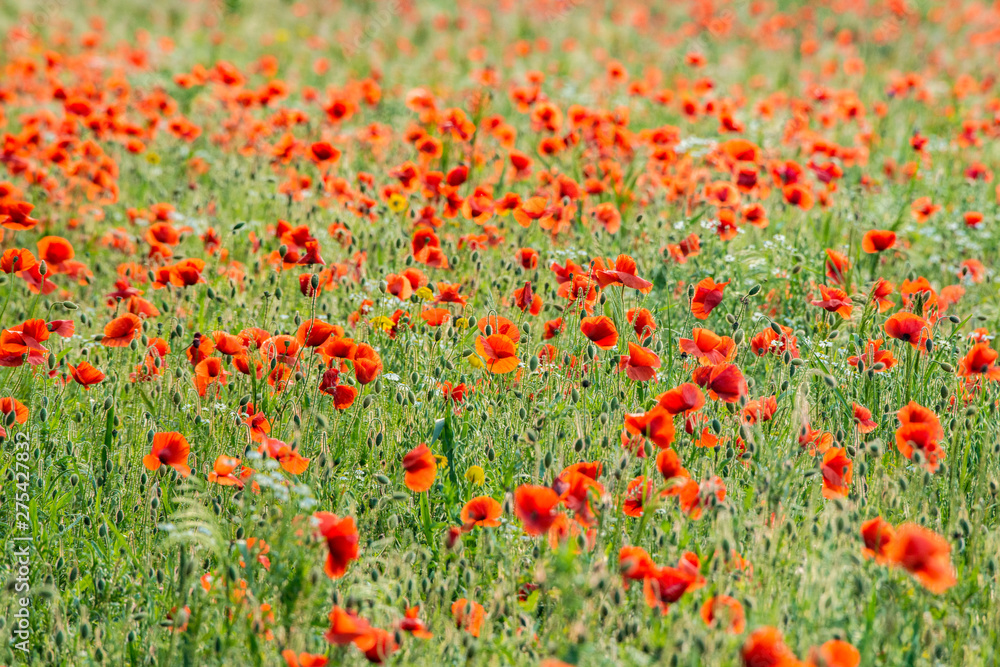 Red poppy field Netherland