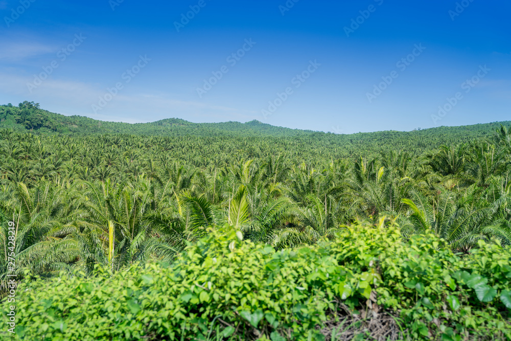 Oil Palm trees