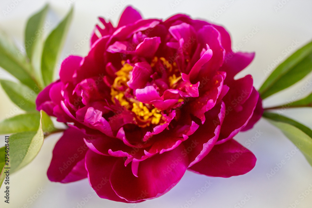 Obraz premium Peony pink color, close-up, with green leaves. On a white background. Copy space. There is a place for text.