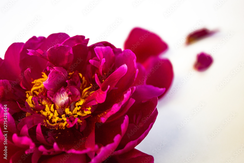 Peony pink color, closeup. On a white background. Copy space. There is a place for text. Peony pink color, closeup. On a white background. Copy space. There is a place for text.