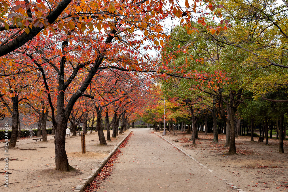 Naklejka premium Autumn color at a street in Osaka, Japan