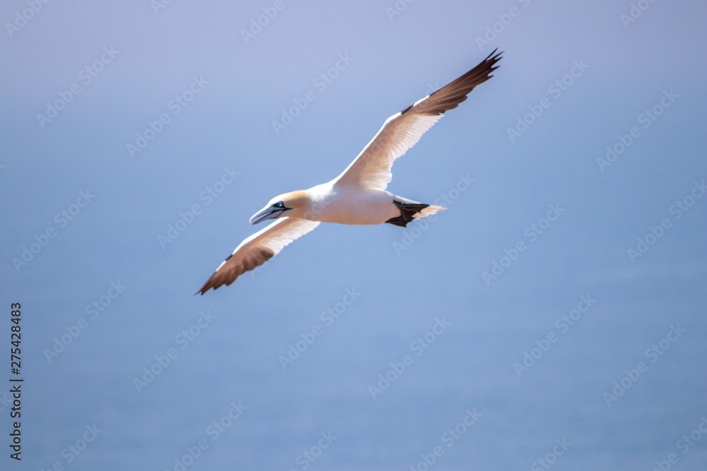 Obraz premium Basstölpel im Flug