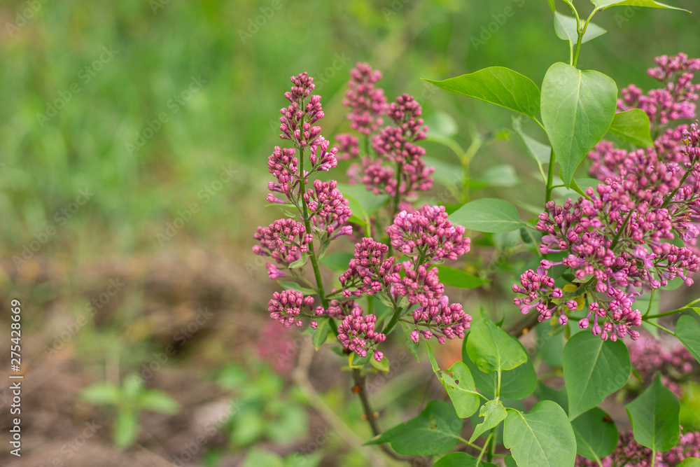 Blooming lilacs in the garden, day, close up Blooming lilacs in the garden, day, close up