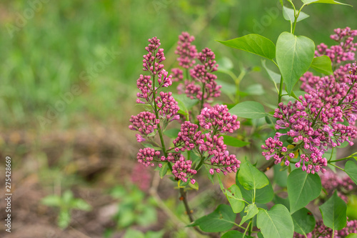 Blooming lilacs in the garden, day, close up