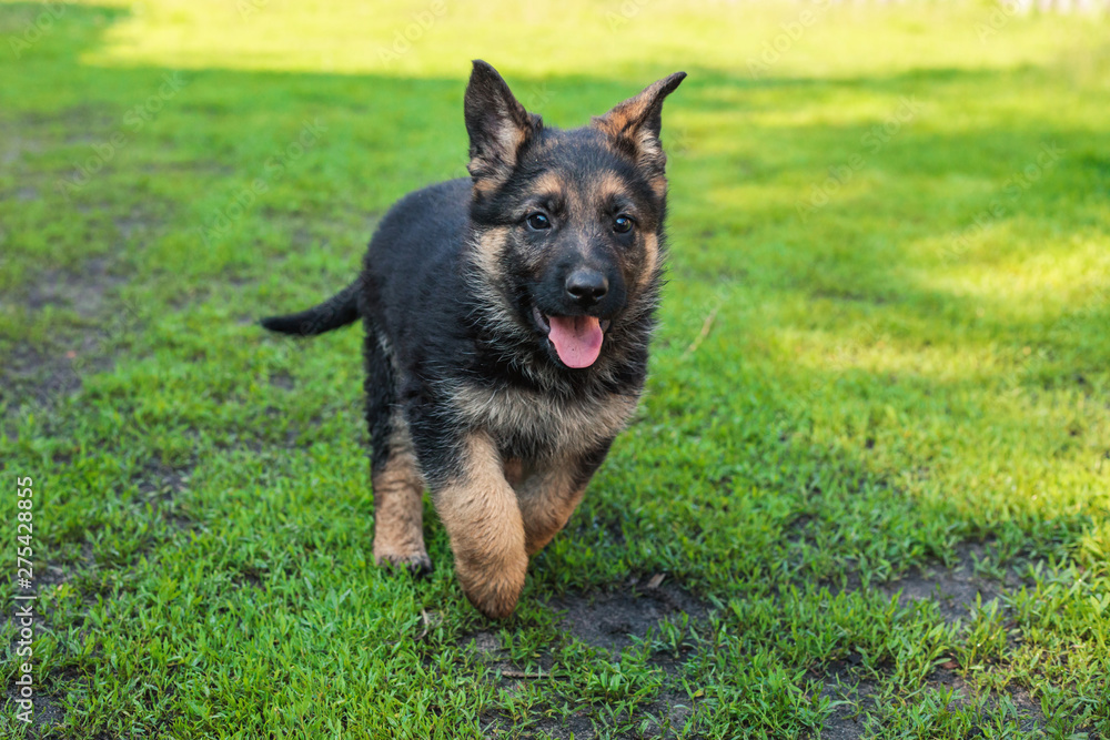 German shepherd puppy playing outdoors, day, closeup German shepherd puppy playing outdoors, day, closeup
