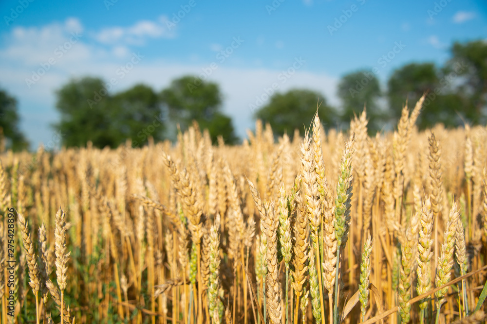 Obraz premium Field of wheat on a sunny day