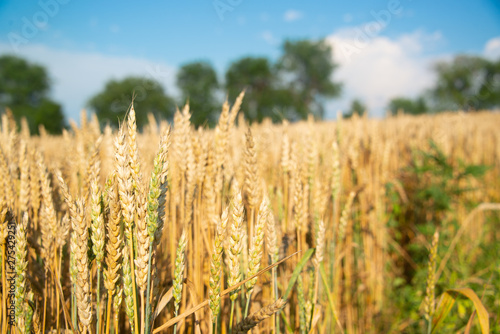 Field of wheat on a sunny day