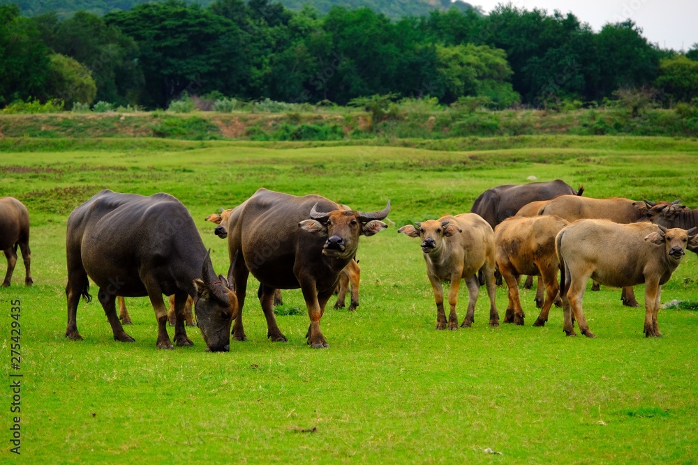 A herd of Thai water buffalos on the green field. A herd of Thai water buffalos on the green field.