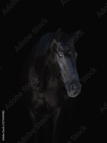 portrait of stunning black horse isolated on black background © vprotastchik
