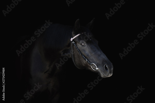portrait of beautiful black horse with bridle isolated on black background