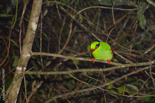 Bornean green magpie pird photo