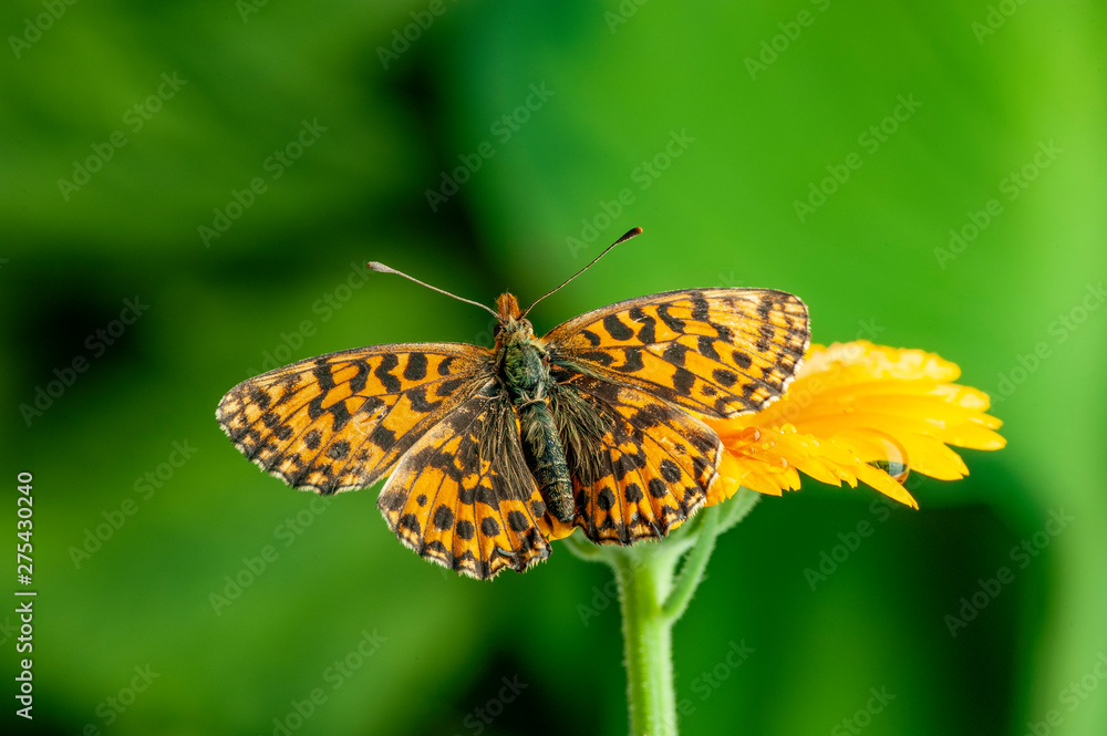 Argynnis aglaja butterfly on flower close up Argynnis aglaja butterfly on flower close up