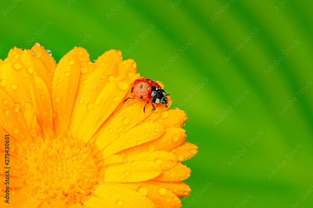 seven-spot ladybird, Coccinella septempunctata on a flower seven-spot ladybird, Coccinella septempunctata on a flower