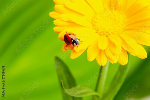 seven-spot ladybird, Coccinella septempunctata on a flower