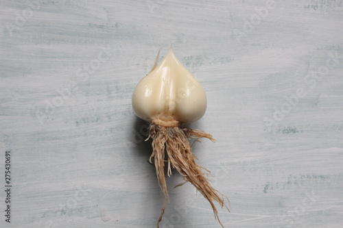 sand leek  (Allium scorodoprasum, rocambole, Korean pickled-peel garlic, wild onion) root on whitw background photo