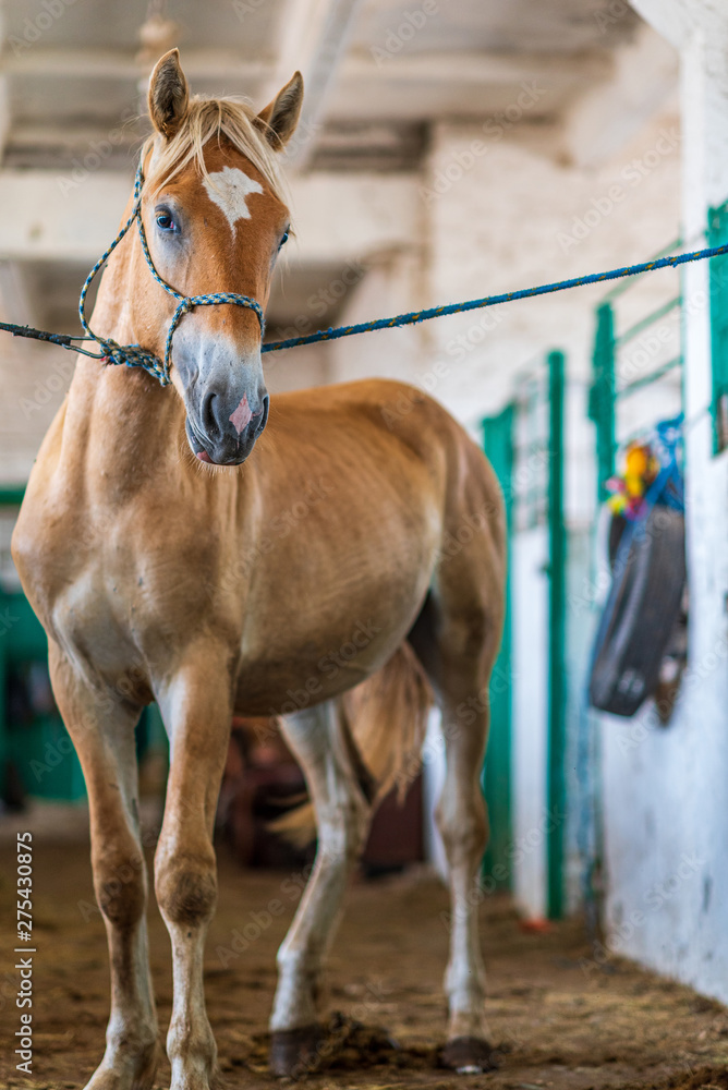 Fototapeta premium Horse on a leash in the stable.