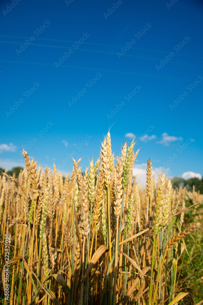 Field of wheat on a sunny day Field of wheat on a sunny day