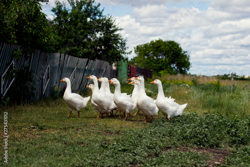  white geese on a farm near the fence