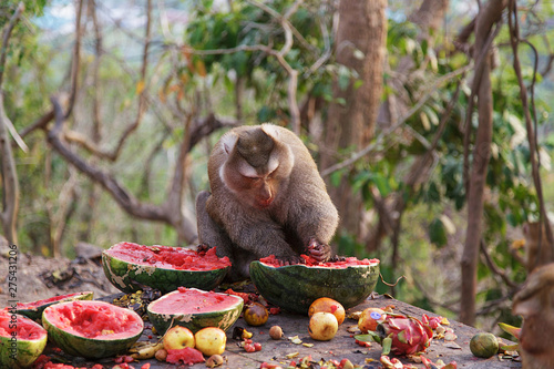 Family monkeys eating watermelon forest in Khow rang Phuket, Thailand/Macaque monkey family eating lot of fruits,phuket Thailand/Monkey funny eating fruits/ photo