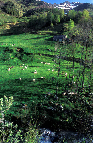 France, Pyrenees National Park, Hautes-Pyrenees, region around Luz-St-Sauveur, terrace meadow for meat-producing sheep breeding of the PDO Bareges-Gavarnie. photo