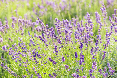 Lavender flower blooming scented field. Bright natural background with sunny reflection.