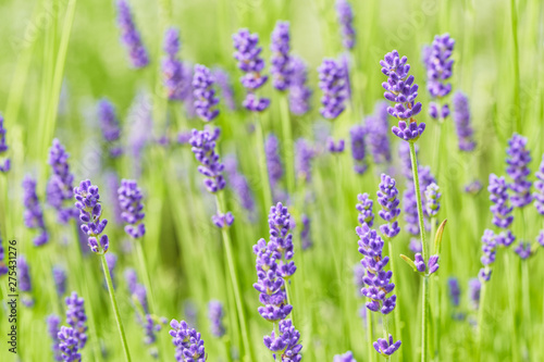 Lavender flower head close up. Bright green natural background.