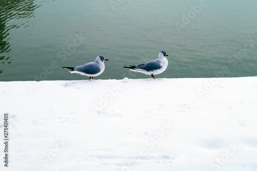 Europe, France, Ile de France, Paris, Parc de la Vilette, two gulls on the bank of the channel, covered with snow