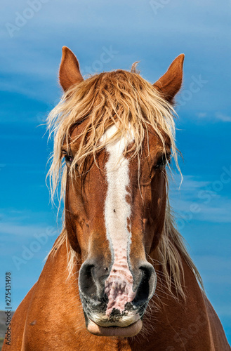 France, Pyrenees National Park, Hautes-Pyrenees, Hautacam, horse facing the camera in the mountain at Col de Mooulata photo