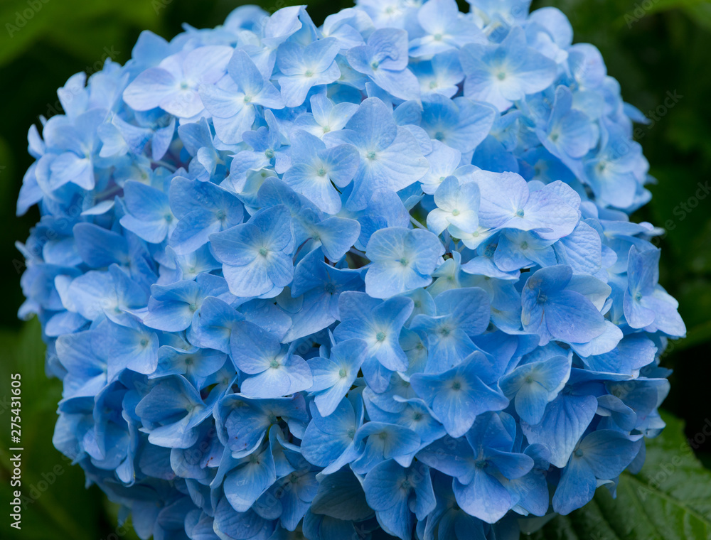 紫陽花 紫陽花