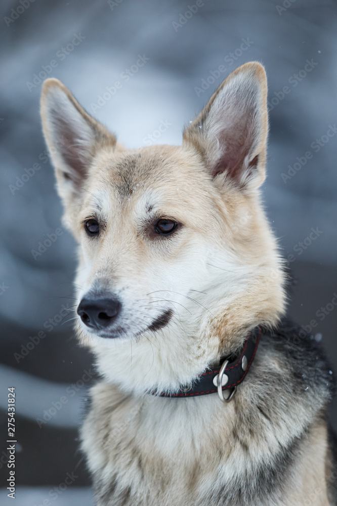 Cute mixed breed dog outside. Mongrel in the snow Cute mixed breed dog outside. Mongrel in the snow
