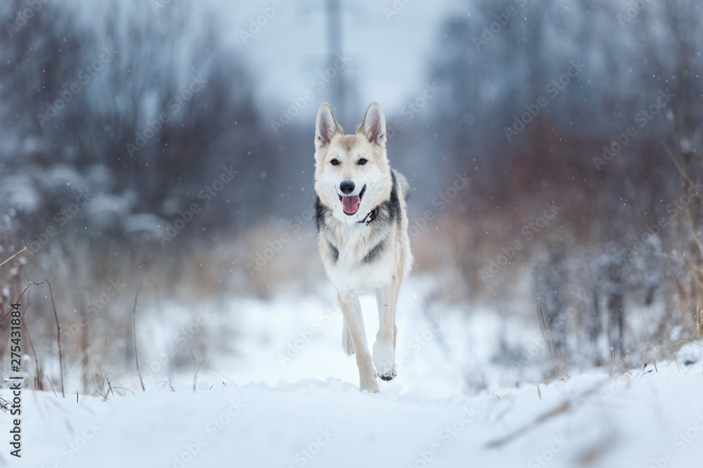 Stray dog that lives on the street. Mongrel in the snow