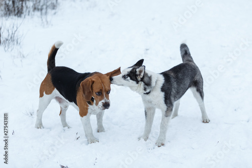 Two dogs meet on winter meadow in snow