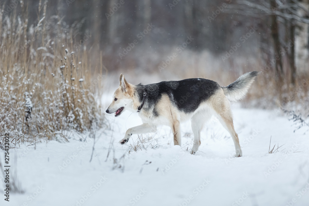 Fototapeta premium Stray dog that lives on the street. Mongrel in the snow