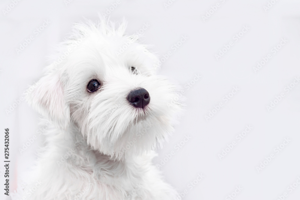 Adorable white puppy on a light background, a place for copyspace Adorable white puppy on a light background, a place for copyspace