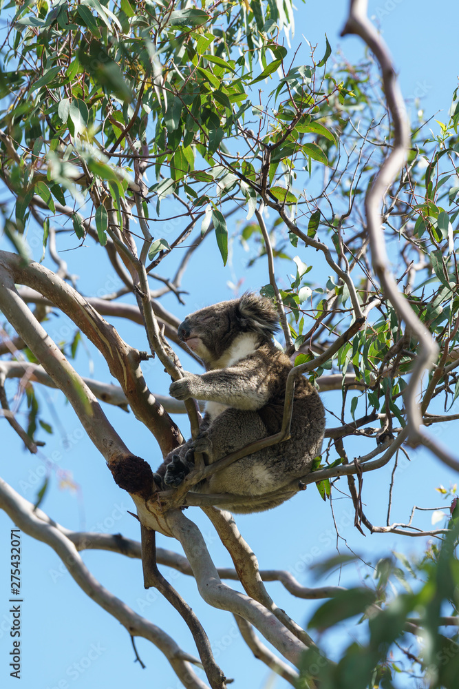 Fototapeta premium Ein Koala Bär in einem Eukalyptus Baum in Victoria Australien