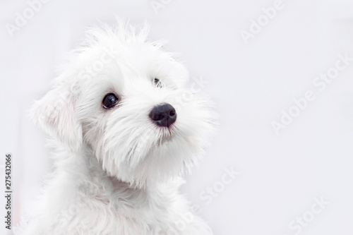 Adorable white puppy on a light background, a place for copyspace