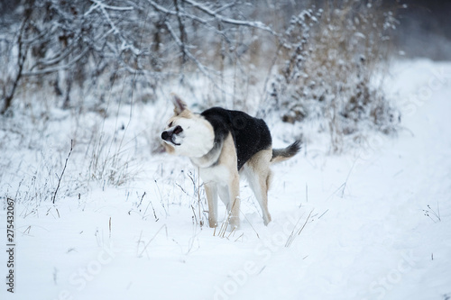 Stray dog that lives on the street. Mongrel in the snow