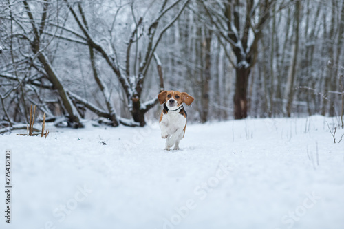 Happy beagle dog running at field in winter