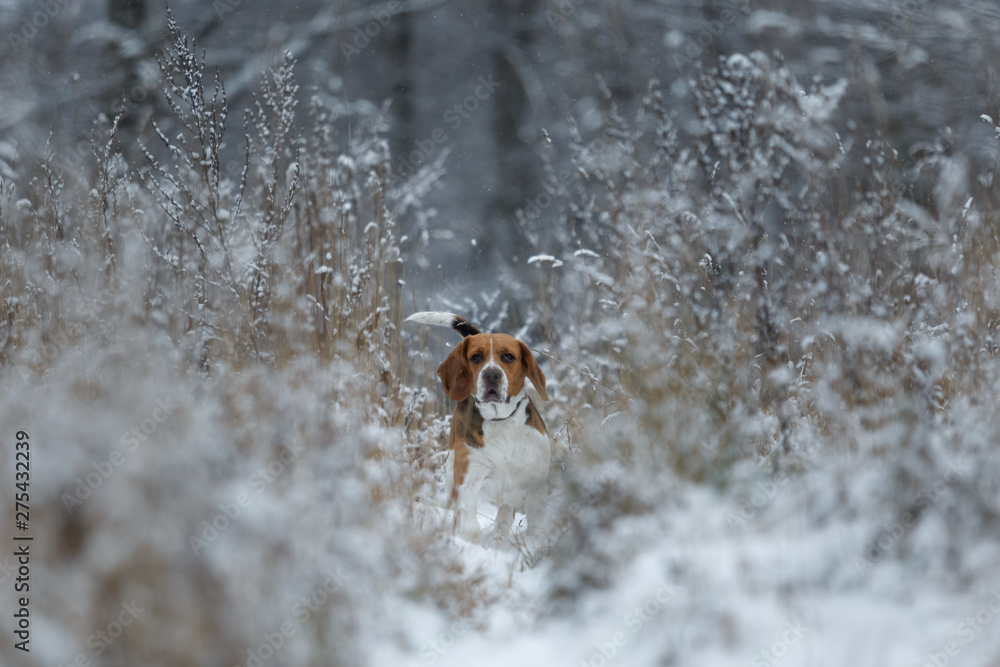 Portrait of a Beagle dog in winter, cloudy day