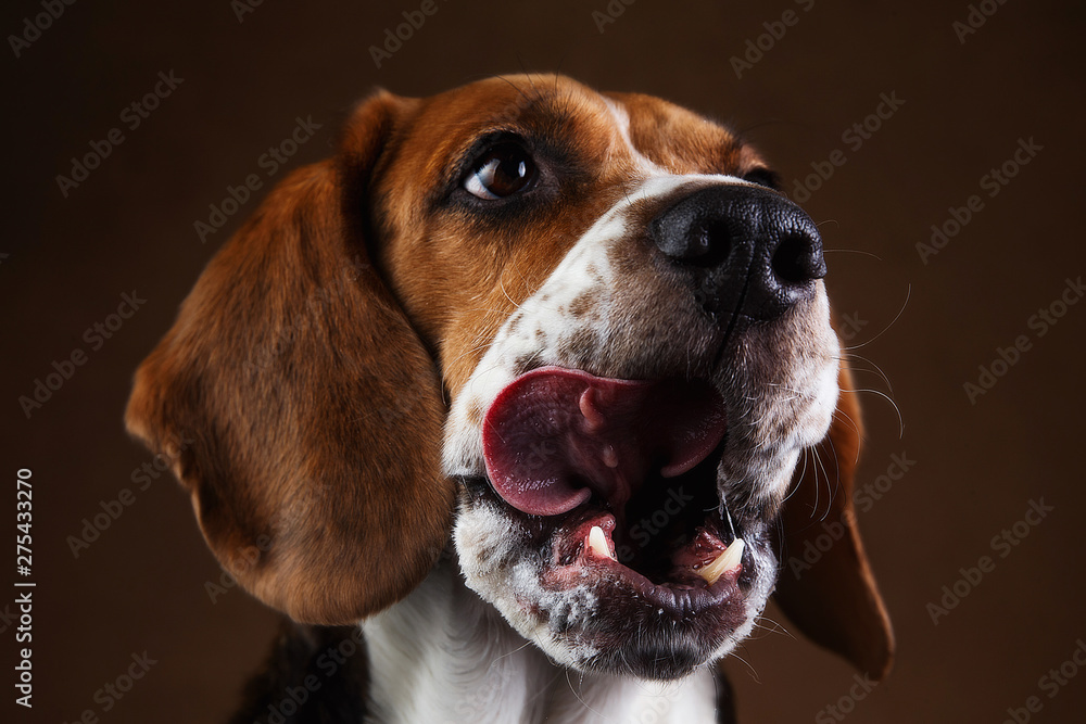 Cute Beagle dog standing against brown background
