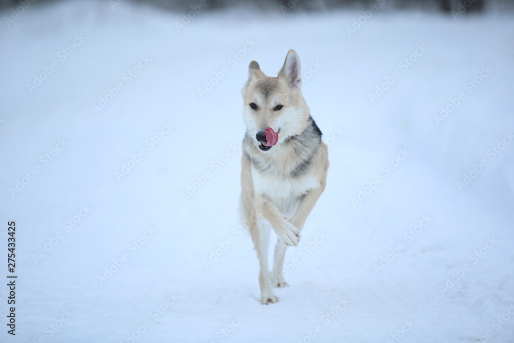 Stray dog that lives on the street. Mongrel in the snow Stray dog that lives on the street. Mongrel in the snow