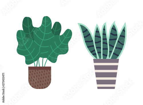 Plant growing in pots vector, flowerpots with stripes and dots, flat style flora. Foliage for home decor, orangery and botany in containers with soil