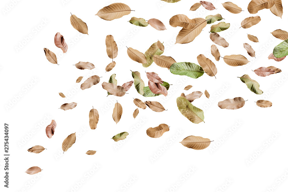 Autumn falling leaves,isolated on white background. Autumn falling leaves,isolated on white background.