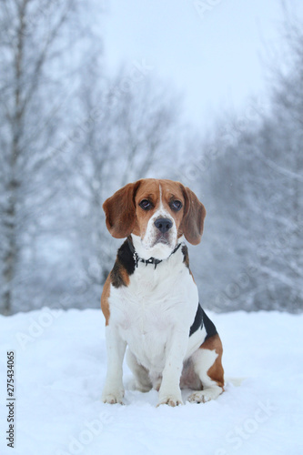 Portrait of a Beagle dog in winter, cloudy day © Alexandr