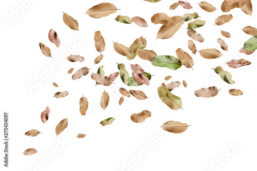 Autumn falling leaves,isolated on white background.