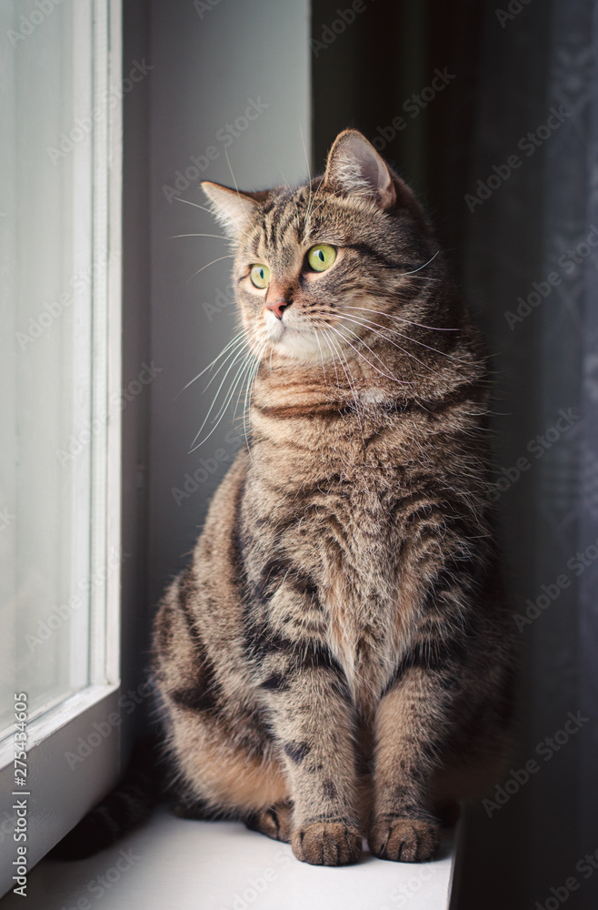 portrait of tabby cat on window sill
