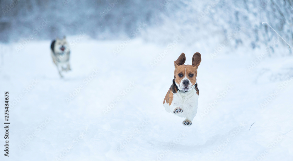 Happy beagle dog running at field in winter Happy beagle dog running at field in winter