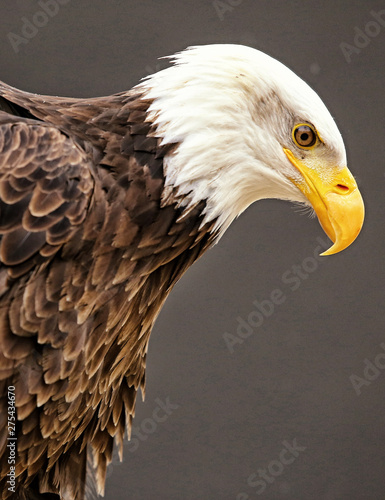 Portrait of the eagle looking down