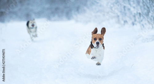 Fototapeta Naklejka Na Ścianę i Meble -  Happy beagle dog running at field in winter