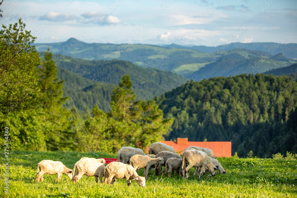 Fototapeta premium Beskid Sądecki - Góry Karpaty